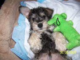 Pin By Micheallynne Dupratt On Animals Schnoodle Puppy Schnoodle Puppies For Sale Schnoodle Dog