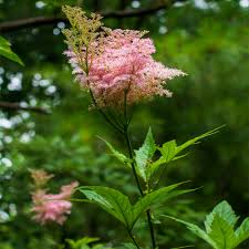 Image result for Hyparrhenia filipendula