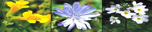 Maybe you would like to learn more about one of these? Prayer To Forgive Bach Flower Remedies