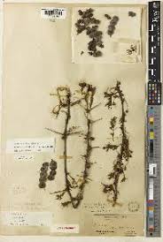 Image result for Acacia kirkii