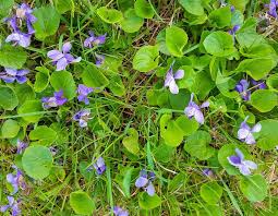 Please try to identify the plants you post. Common Weeds Virginia Green