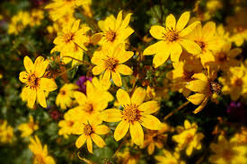 Enkutatash, el Año Nuevo en Etiopía – Reino de Aksum