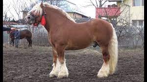 Check spelling or type a new query. ArmÄsar Trapas De Monta By Daniel Ungureanu
