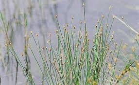 Image result for Eleocharis atropurpurea