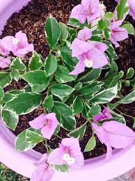 Variegated Lilac Bougainvillea Plants Little Plants Bougainvillea