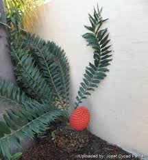 Image result for Encephalartos ferox