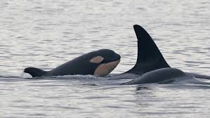 Discover these beautiful gentle giants with us ! Orca Calf Offers Hope For A Fading Group In The Pacific Northwest The New York Times