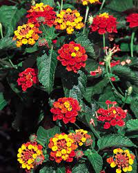 Patriot Classic Firewagon Lantana Camara Lantana Camara Lantana Plant Lantana