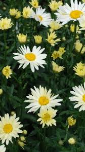 What to do with leucanthemum in a garden? Perennials Leucanthemum Maximum Broadway Lights Shasta Daisy 13 Cm Pots Broadway Road Nurseries