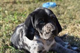 American leopard hound information including personality, history, grooming, pictures, videos intelligence is one of the american leopard hound's very best attributes. American Leopard Hound Info Pictures Care Guide Facts More Pet Keen
