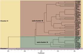 Image result for Cyamopsis serrata