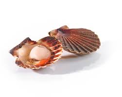 Posté le 9 octobre 2013 par sabar. Coquilles Saint Jacques Prat Ar Coum