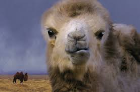 Terrific documentary, i am so pleased to have found it. The Story Of The Weeping Camel New Zealand International Film Festival