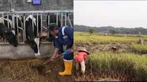 kementerian kelautan dan perikanan . Kementerian Pertanian Jamin Stok Daging Aman Sebut Petani Sebagai Pejuang Di Masa Pandemi Corona Tribunnewswiki Com Mobile