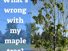 13 Common Maple Tree Problems And Diseases Dengarden
