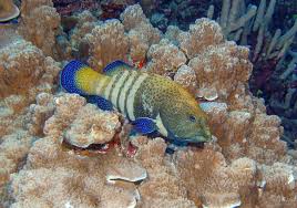 Image result for Cephalophis lukei