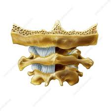 The atlantoaxial joint is also important for the. Atlanto Occipital Joint Artwork Stock Image C016 6556 Science Photo Library