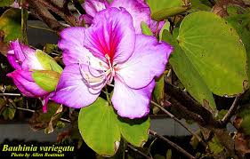 Image result for Bauhinia variegata