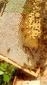 Epingle Sur Apiculture Au Quotidien