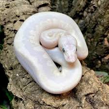 Python regius we have thousands of exotic ball pythons for sale from top breeders from around the world. Ball Pythons For Sale Online Baby Ball Python Morphs For Sale Near Me
