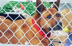 Pin By Brighton Ford On Brighton Ford Pet Of The Week Humane Society Pets Scooby Doo