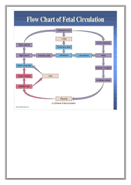 Fetal Circulation