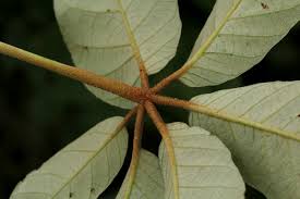 Image result for Schinziophyton rautanenii