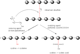 Solved Which Amino Acid Is Involved In The Formation Of | Chegg.Com