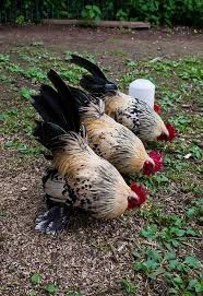 The Three Amigos Hinterhofhuhner Huhner Und Hahne Huhnerhaltung Im Garten