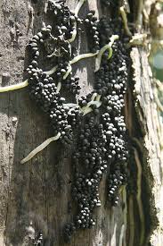 Tolerant trees have many galls throughout the tree with few negative effects on the health of the tree. Black Fungus Balls Growing On Rotting Tree Stump Photographer Geoff Mccabe Fungi Stuffed Mushrooms Tree Stump