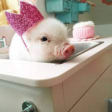 For example, you would wear silver jewellery if you were also wearing silver shoes. Animals In Hats I Combined Two Simple Things Into Something Exceptionally Adorable Bored Panda