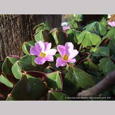 Image result for Oxalis oligotricha