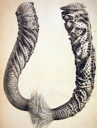 A Glass Sponge Popularly Known As Venus S Flower Basket Collected In The Philippine Islands At A Depth Of 100 F Scientific Drawing Vintage Drawing Animalia