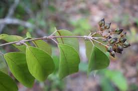 Image result for Rourea