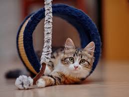 There is no record of a goon named fancycat on somethingawful. 5 Signs Your Cat Is Happy On Sale Entirelypets