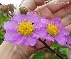 Image result for Lagerstroemia speciosa