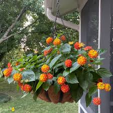 Image result for Lantana