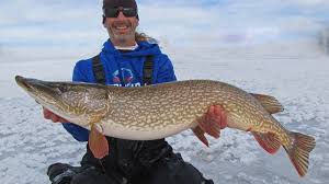 Pike Fishing Guide in Colorado