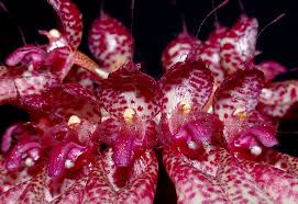 Image result for Bulbophyllum burttii
