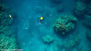 In this video i will walk you step by step on how to paint an underwater coral reef. Whitsundays Reef Recovery And Public Art Project Reef Ecologic