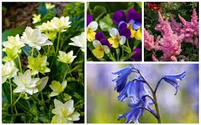 If you're looking for a variety, the partial shade loving primrose perennial is definitely the way to go. 15 Best Perennials For Shade Garden Lovers Club