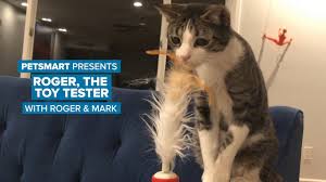 Instinct raw boost recipe with real chicken. Petsmart Meet Mark And His Rescue Kitty Roger They Re Facebook