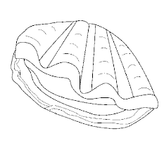 Clam coloring pages are a fun way for kids of all ages, adults to develop creativity, concentration, fine motor skills, and color recognition. Clam Coloring Page Coloringcrew Com