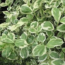 Plant Pictures Philadelphus Coronarius Variegatus Variegated Mock Orange Secondary Image