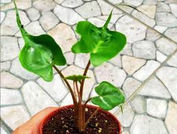 Hi everyone i need your help. Alocasia Macrorrhiza Stingray Complete Care Guide
