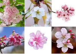 While all cherry blossoms share some common traits, there are some striking differences found within the japanese cherry tree flower (sakura) family. Pin On Heart