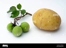 Image result for Solanum tuberosum