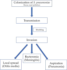 Image result for Penicillin Resistant Pneumococcus