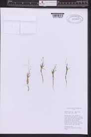 Image result for Subularia