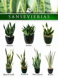 We've also got top tips on how to care for snake plants. 290 Snake Plants Ideas In 2021 Snake Plant Plants Sansevieria